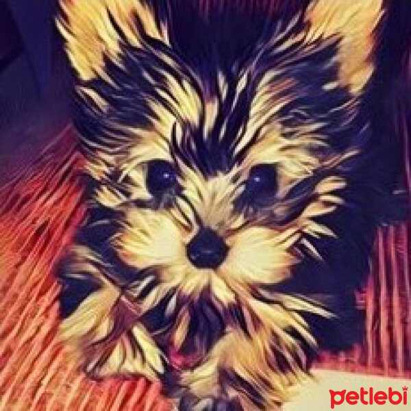 Yorkshire Terrier, Köpek  Bella fotoğrafı