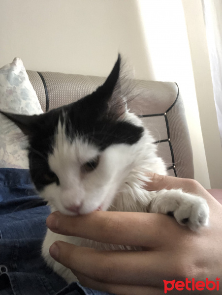 Tekir Kedi, Kedi  Korsan fotoğrafı
