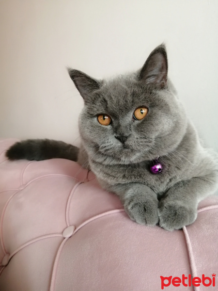 British Shorthair, Kedi  Pati fotoğrafı
