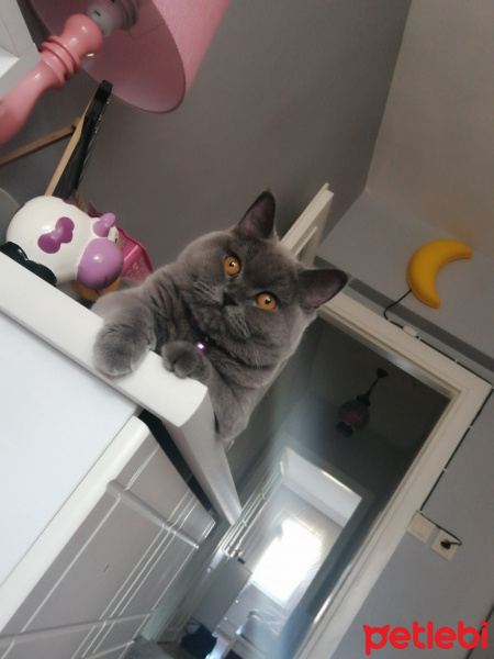 British Shorthair, Kedi  Pati fotoğrafı