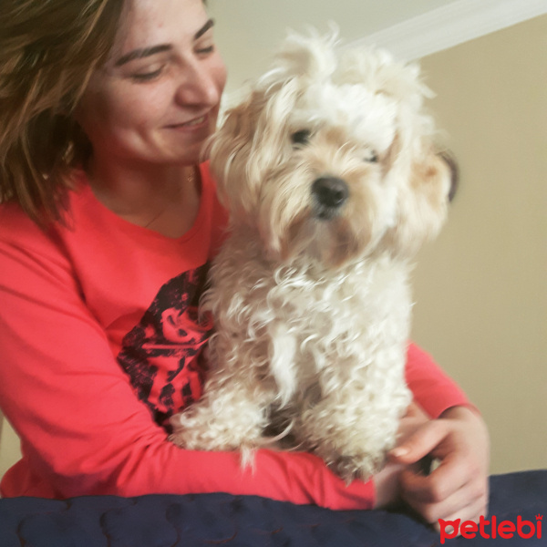 Maltese, Köpek  Mişa fotoğrafı