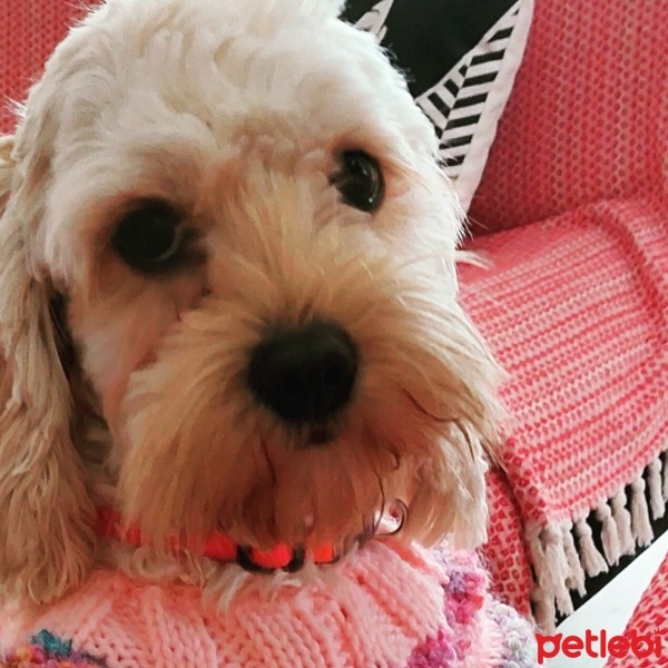 Maltese, Köpek  Mişa fotoğrafı