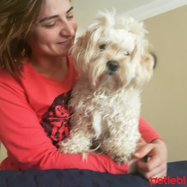 Maltese, Köpek  Mişa fotoğrafı