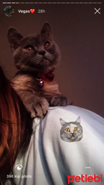 British Shorthair, Kedi  Vegas fotoğrafı