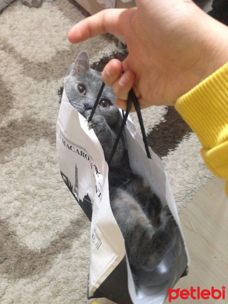 British Shorthair, Kedi  Vegas fotoğrafı
