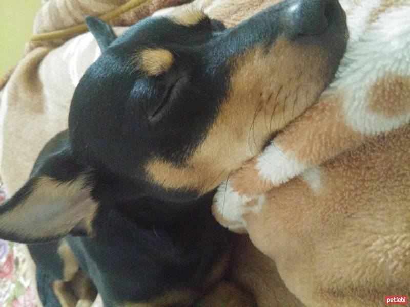 Doberman Pinscher, Köpek  miranda fotoğrafı