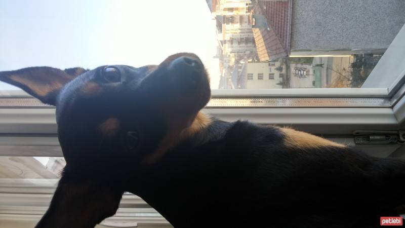 Doberman Pinscher, Köpek  miranda fotoğrafı