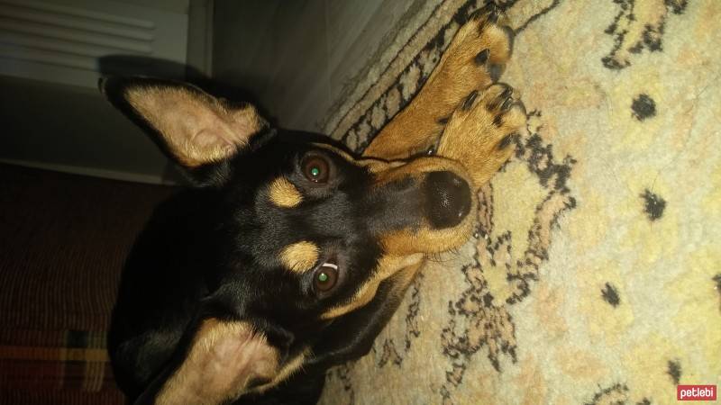 Doberman Pinscher, Köpek  miranda fotoğrafı