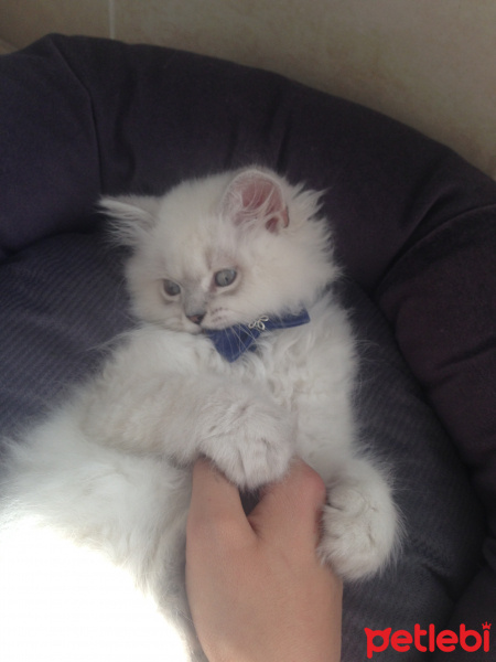 British Shorthair, Kedi  Süt fotoğrafı