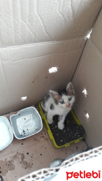 Tekir Kedi, Kedi  Haydut fotoğrafı