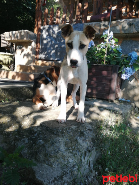Amerikan Pitbull Terrier, Köpek  Dost fotoğrafı