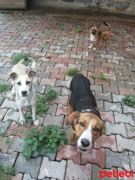 Amerikan Pitbull Terrier, Köpek  Dost fotoğrafı