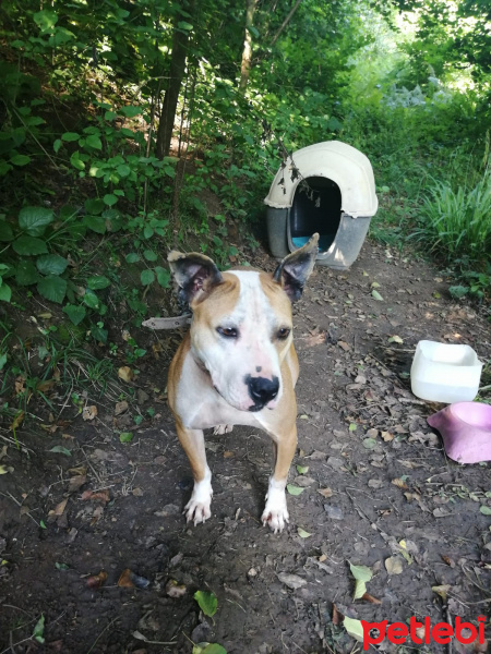 Amerikan Pitbull Terrier, Köpek  Dost fotoğrafı