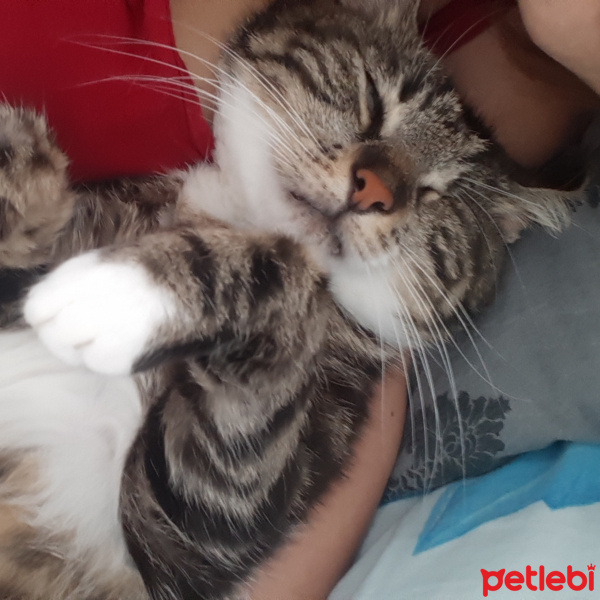 Tekir Kedi, Kedi  Odin fotoğrafı