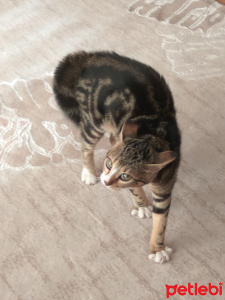 Tekir Kedi, Kedi  Margo fotoğrafı