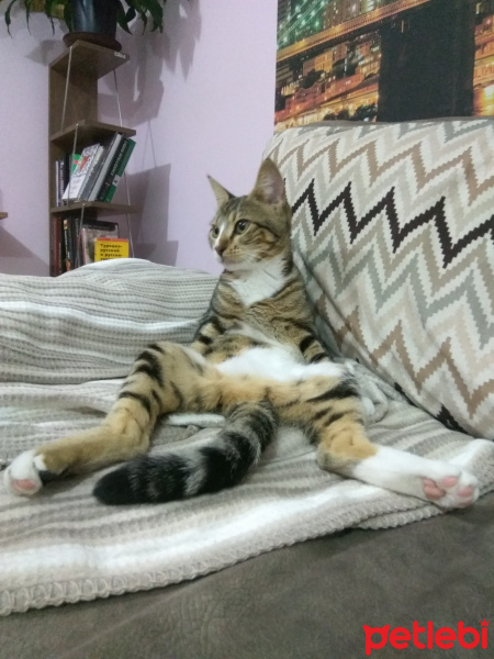 Tekir Kedi, Kedi  Margo fotoğrafı
