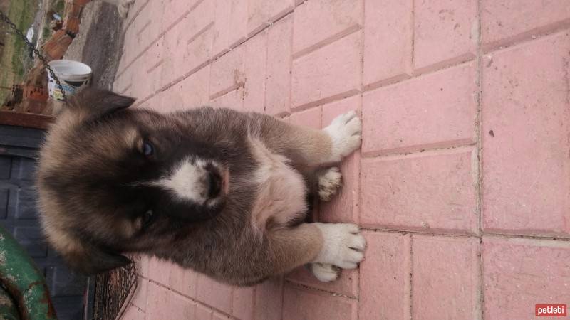 Kangal, Köpek  tino fotoğrafı