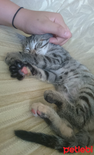 Tekir Kedi, Kedi  Çorap fotoğrafı
