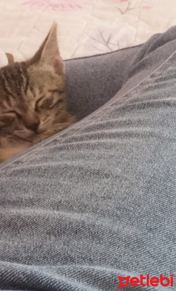 Tekir Kedi, Kedi  Çorap fotoğrafı