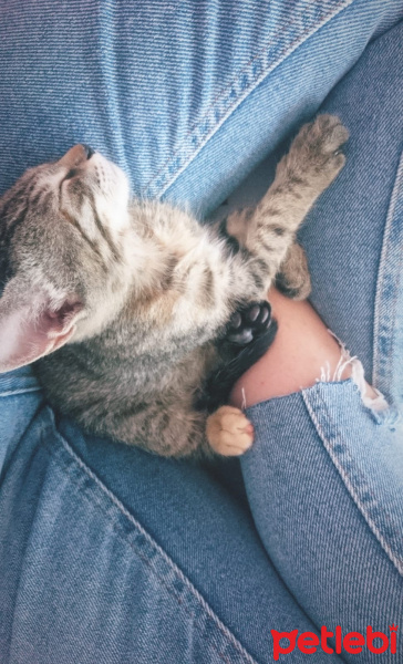 Tekir Kedi, Kedi  Çorap fotoğrafı