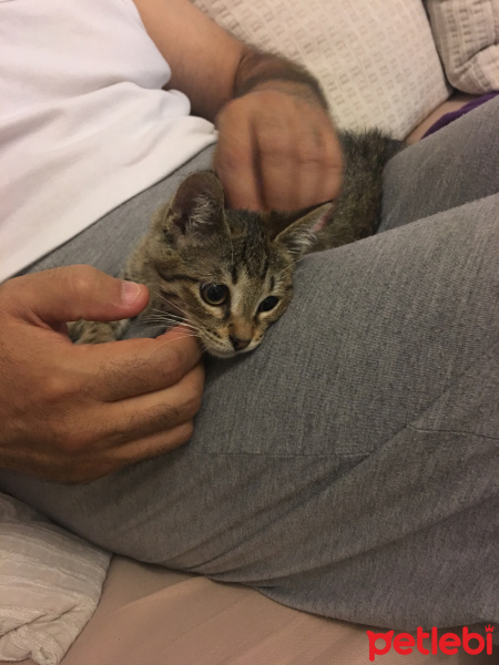 Tekir Kedi, Kedi  Minnak fotoğrafı