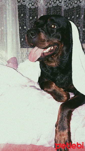 Rottweiler, Köpek  Lima fotoğrafı