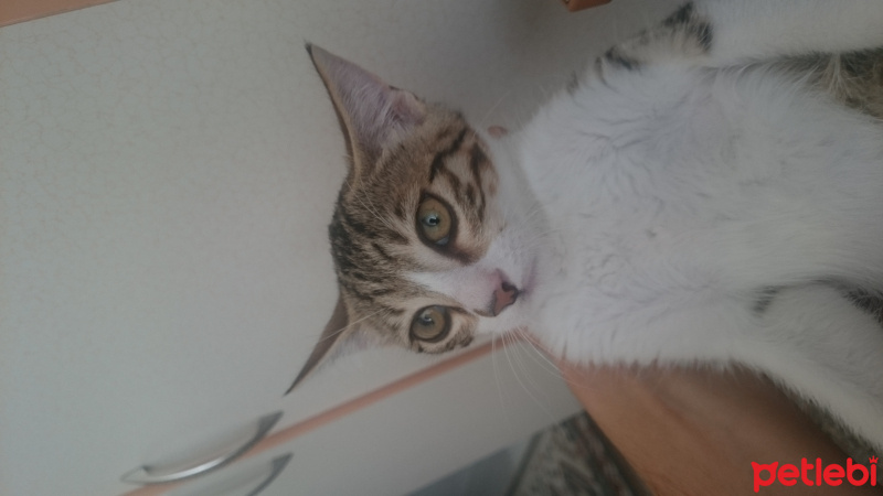 Tekir Kedi, Kedi  Cheeta fotoğrafı