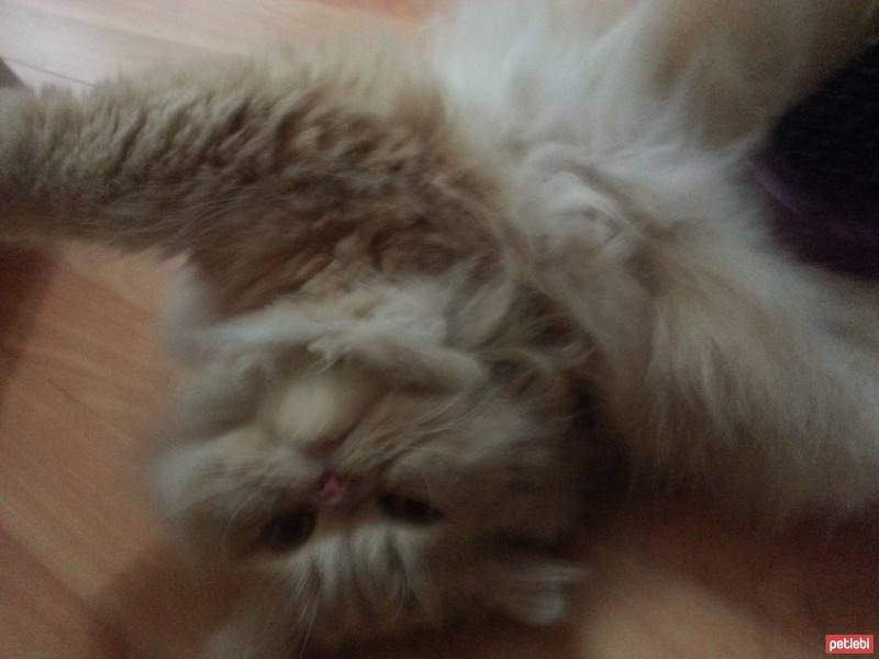 İran Kedisi (Persian), Kedi  Calypso fotoğrafı