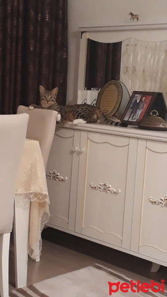 Tekir Kedi, Kedi  Milka fotoğrafı