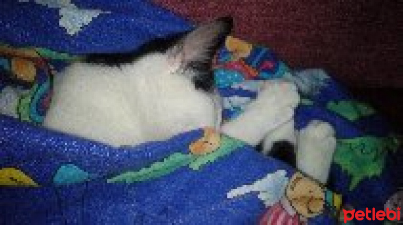 Tekir Kedi, Kedi  Liva fotoğrafı