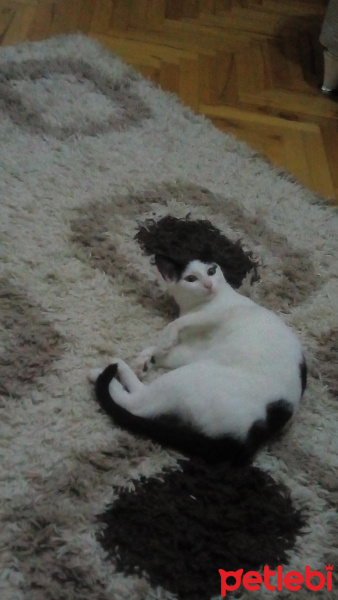 Tekir Kedi, Kedi  Liva fotoğrafı