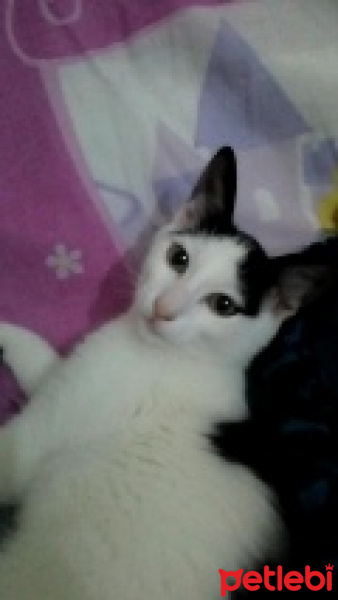 Tekir Kedi, Kedi  Liva fotoğrafı