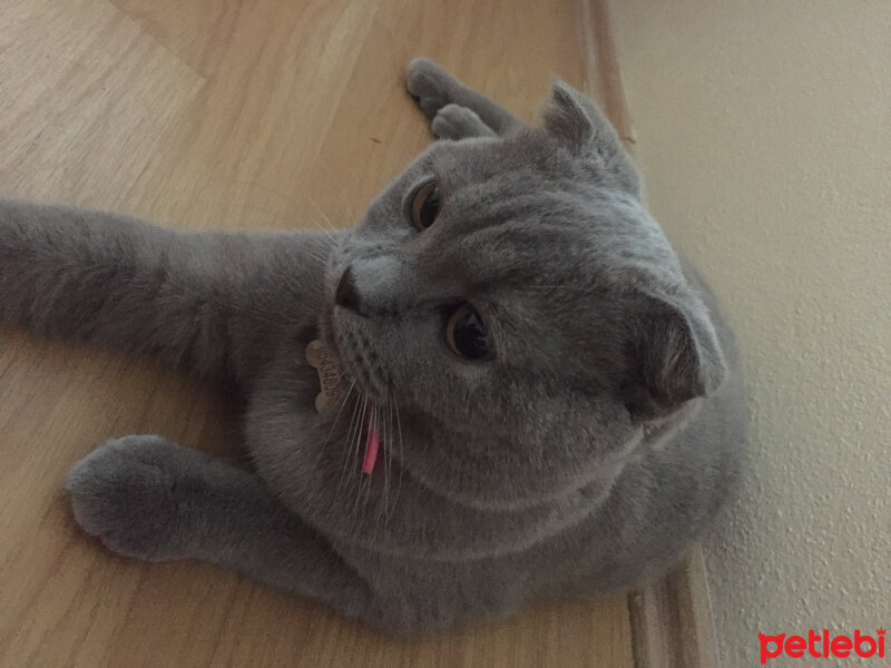 Scottish Fold, Kedi  Cookie fotoğrafı