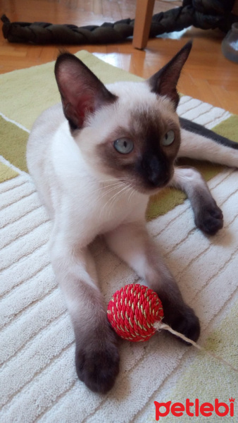 Siyam Kedisi, Kedi  miniko fotoğrafı