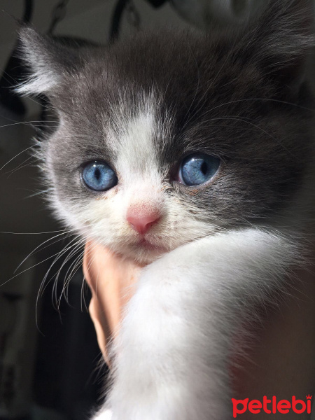 British Shorthair, Kedi  Bastet fotoğrafı