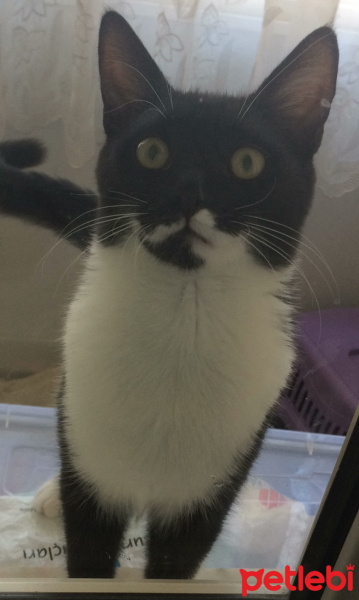 Tuxedo (Smokin) Kedi, Kedi  Gölge fotoğrafı