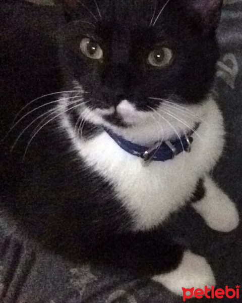 Tuxedo (Smokin) Kedi, Kedi  Gölge fotoğrafı