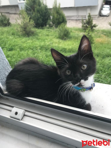 Tuxedo (Smokin) Kedi, Kedi  Gölge fotoğrafı
