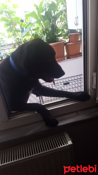 Labrador Retriever, Köpek  Rody fotoğrafı