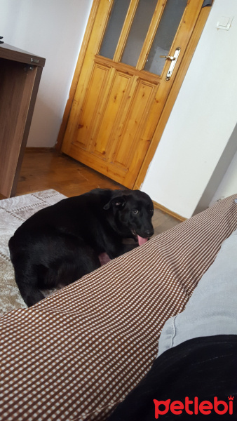 Labrador Retriever, Köpek  Rody fotoğrafı
