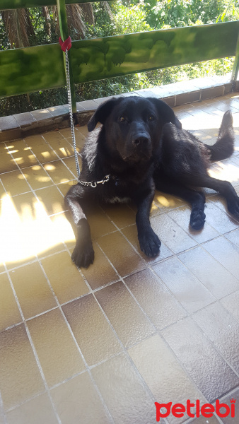 Labrador Retriever, Köpek  Rody fotoğrafı