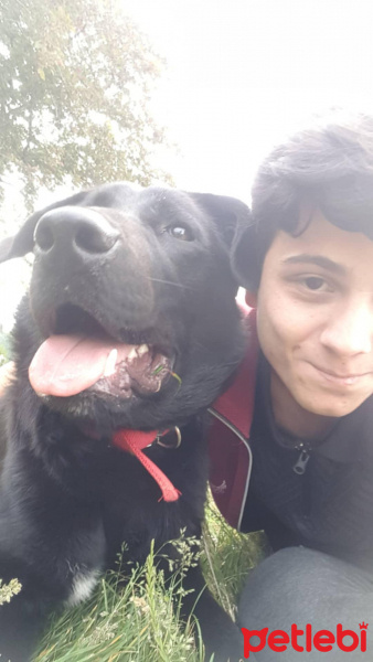 Labrador Retriever, Köpek  Rody fotoğrafı