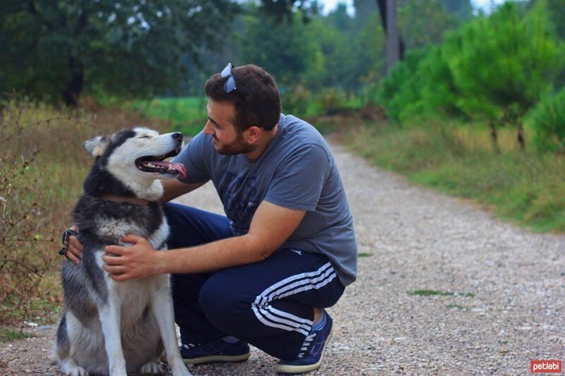 Sibirya Kurdu (Husky), Köpek  BULUT fotoğrafı