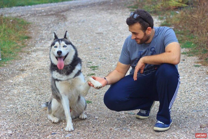 Sibirya Kurdu (Husky), Köpek  BULUT fotoğrafı