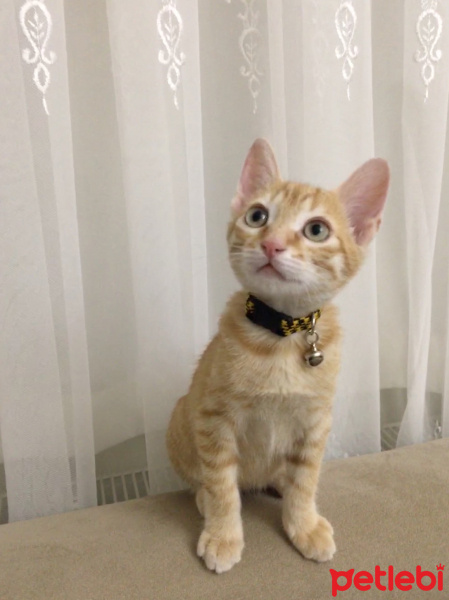 Sarman, Kedi  Kaju fotoğrafı