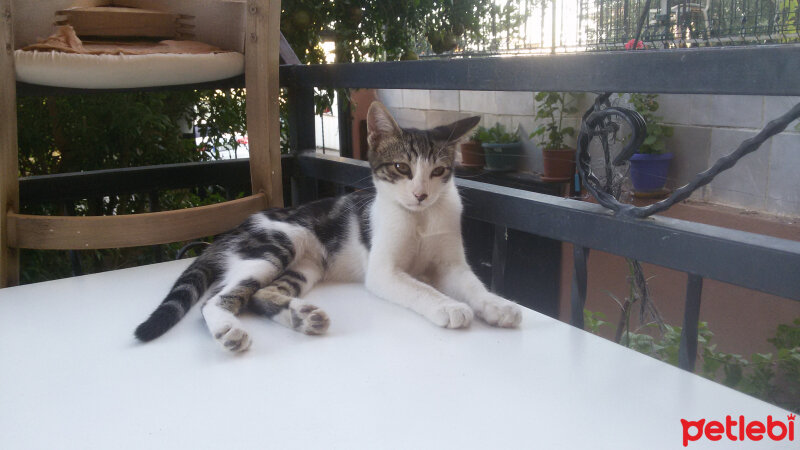 Tekir Kedi, Kedi  Zeytin fotoğrafı