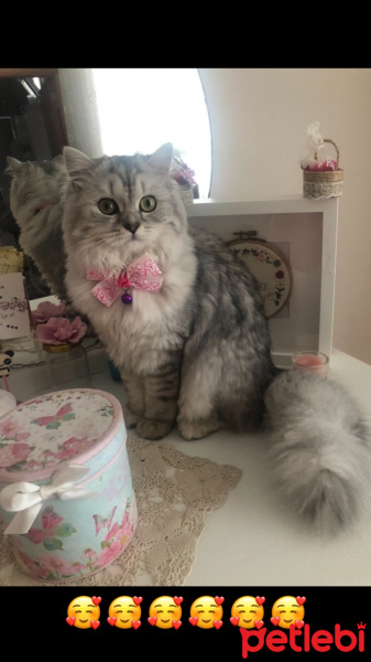 Chinchilla, Kedi  Liya fotoğrafı