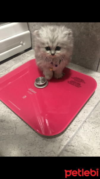 Chinchilla, Kedi  Liya fotoğrafı