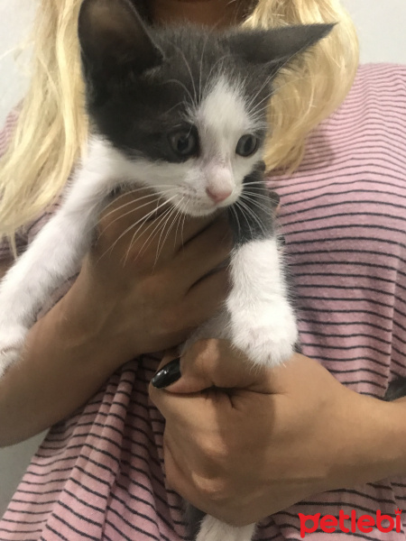 Tuxedo (Smokin) Kedi, Kedi  Maya fotoğrafı