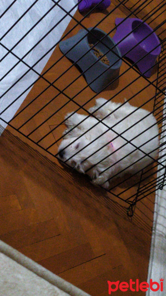 Maltese, Köpek  Maltese terier fotoğrafı